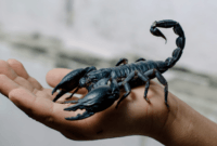 Tahu Gak 10 Hewan Mematikan yang Ada di Dunia