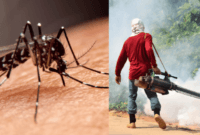 Waspada Ramainya Penyakit DBD di Tahun 2023