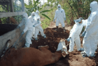 Wabah Antraks Wabah Antraks