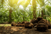 Dampak Kebijakan Eropa Terhadap Pasar Sawit Indonesia: Petani Berharap China Borong Produk Sawit RI