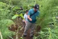 Polda Bengkulu Musnahkan 300 Batang Ganja