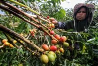 Dinas Pertanian Rejang Lebong Dukung Petani Kopi