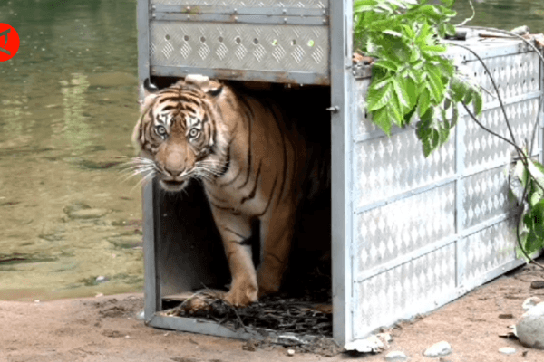 Taman Nasional Kerinci Seblat Wilayah III Sumsek - Bengkulu Patroli Pengamanan Hutan