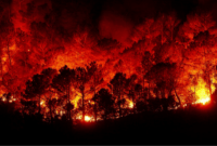 32.000 Hektare Lahan Terbakar Diberbagai Wilayah Sumsel