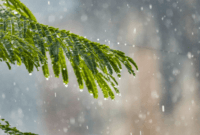 Dua Wilayah di Bengkulu Bakal Diguyur Hujan