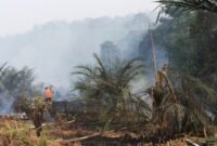 Musi Rawas Duduki Peringkat 3 Atas Kejadian Karhutla