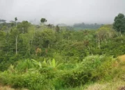 DLHK Bengkulu Usulkan Program Hutan Sosial Baru untuk 2025