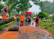 DLH Bengkulu Imbau Warga Waspadai Pohon Tumbang di Musim Hujan