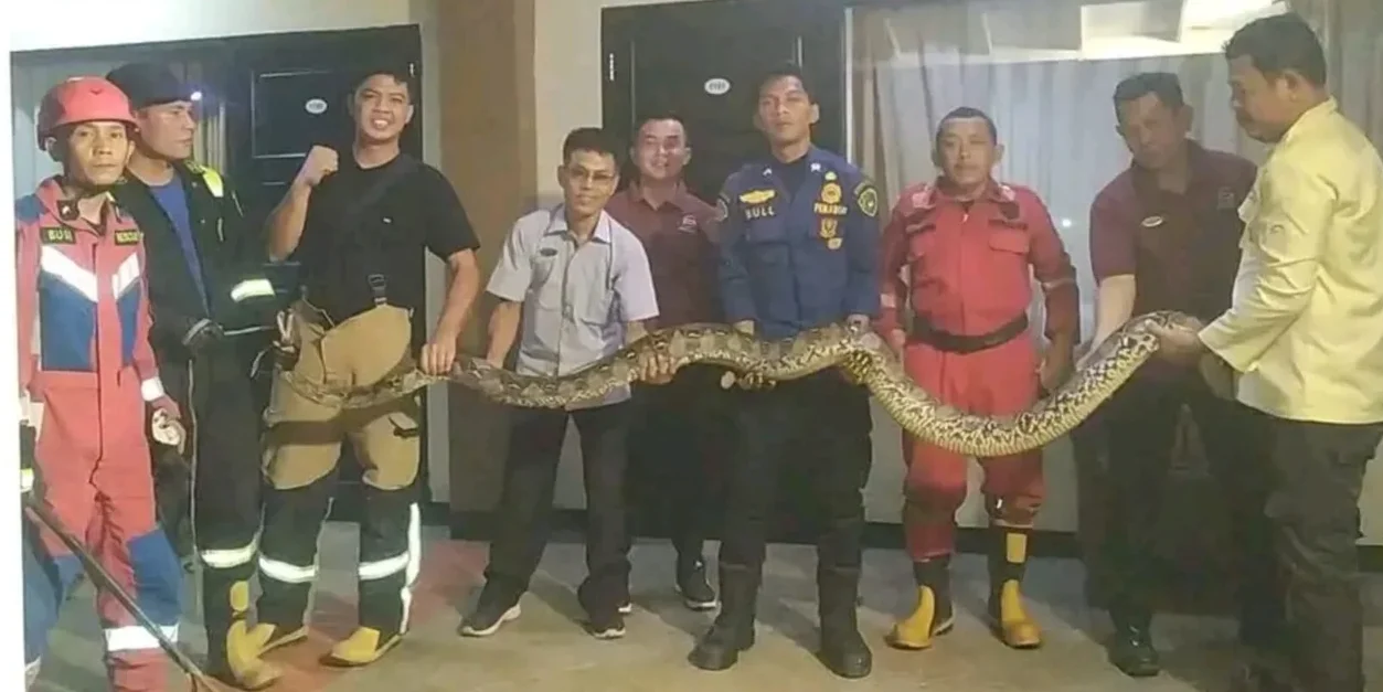Tim Damkar Bengkulu Evakuasi Ular Phyton Raksasa dari Hotel Gumay