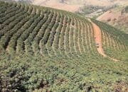 Pemprov Siapkan 80 Ribu Hektar Lahan Kopi, Investor Vietnam Akan Masuk Bengkulu