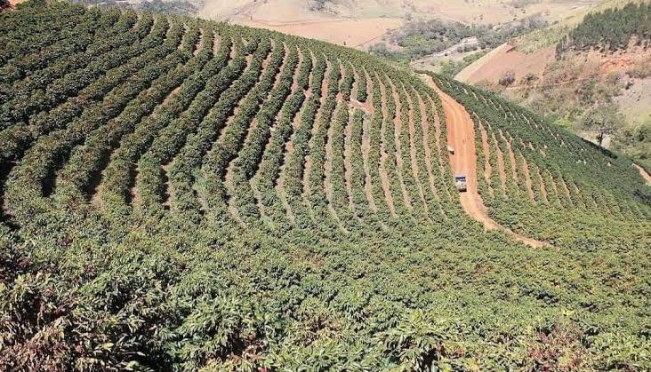 Pemprov Siapkan 80 Ribu Hektar Lahan Kopi, Investor Vietnam Akan Masuk Bengkulu Pemprov Siapkan 80 Ribu Hektar Lahan Kopi, Investor Vietnam Akan Masuk Bengkulu