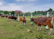 Makna Qurban, Dari Musholla Kecil hingga Keteladanan Nabi Ibrahim) Makna Qurban, Dari Musholla Kecil hingga Keteladanan Nabi Ibrahim