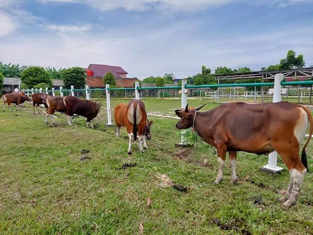 Makna Qurban, Dari Musholla Kecil hingga Keteladanan Nabi Ibrahim) Makna Qurban, Dari Musholla Kecil hingga Keteladanan Nabi Ibrahim