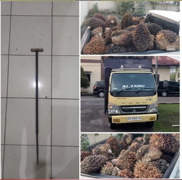 Tersangka Penggelapan Sawit Ditangkap, Kerugian PT DAM Capai Rp2,8 Juta