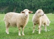 Doa Aqiqah, Sunnah Rasulullah SAW untuk Syukur atas Karunia Anak