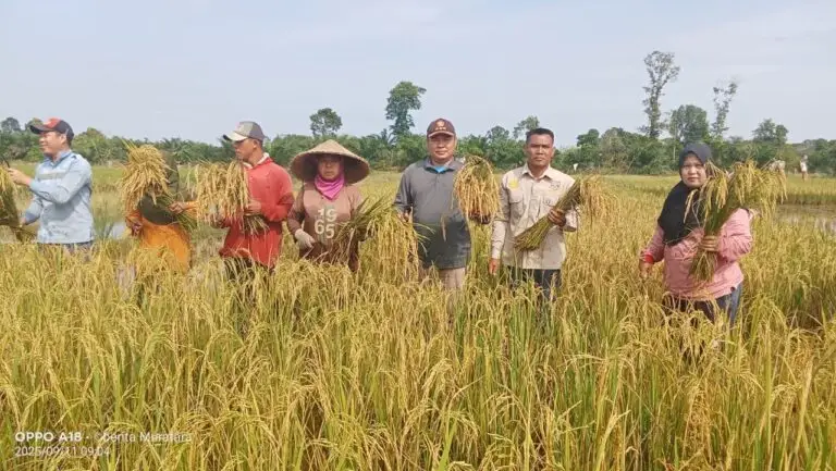 Petani Pauh Gelar Panen Raya Mandiri, Hasil Melimpah Berkat Bantuan Pemkab Muratara