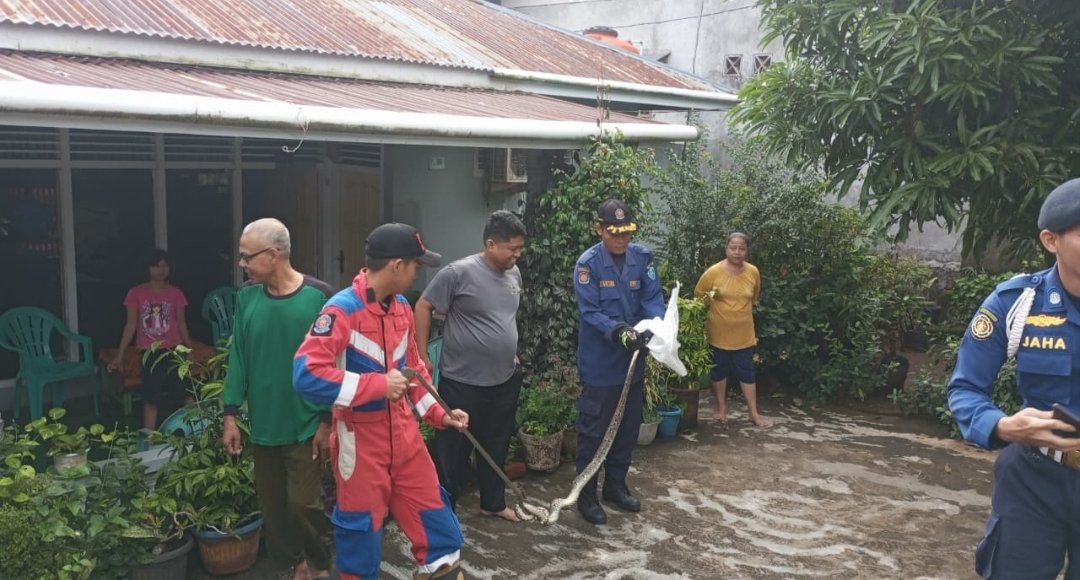 Damkar Kota Bengkulu Evakuasi Ular Piton 2 Meter di Rumah Warga Lingkar Timur