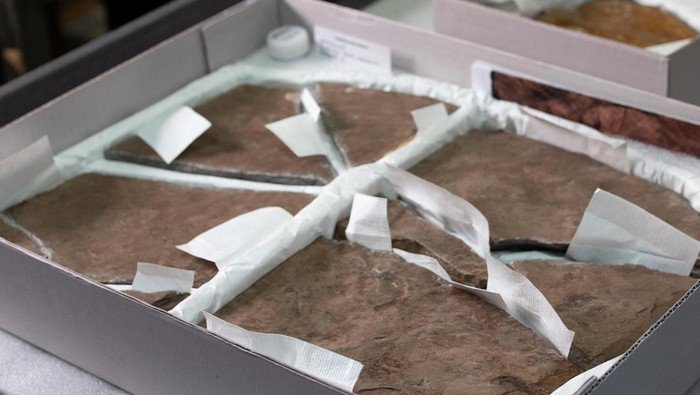 Fosil Jejak Dinosaurus 230 Juta Tahun Ditemukan Siswa Brisbane