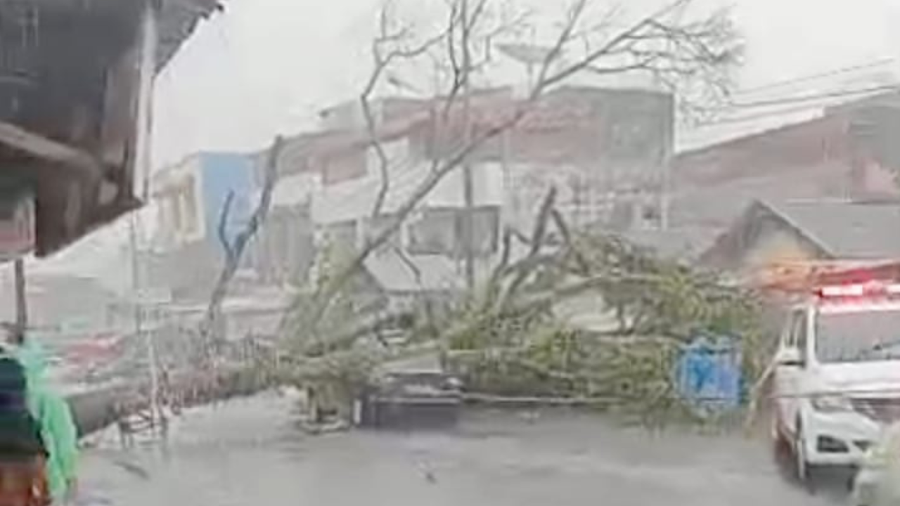 Sebuah pohon tumbang di kawasan Pasar Atas, Curup, Kabupaten Rejang Lebong, Minggu (15/3/2026)