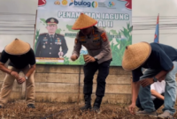 Kapolresta Bengkulu Pimpin Tanam Jagung Serentak, Perkuat Arah Swasembada Pangan 2026