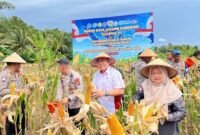 Panen Raya Jagung Serentak Dipusatkan di Kota Bengkulu, Ketahanan Pangan Kian Diperkuat Panen Raya Jagung Serentak Dipusatkan di Kota Bengkulu, Ketahanan Pangan Kian Diperkuat