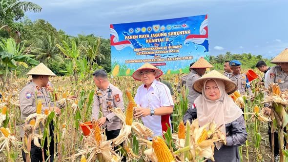 Panen Raya Jagung Serentak Dipusatkan di Kota Bengkulu, Ketahanan Pangan Kian Diperkuat Panen Raya Jagung Serentak Dipusatkan di Kota Bengkulu, Ketahanan Pangan Kian Diperkuat