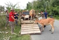 Peternak Kaur Soroti Perda Ternak Kaki Empat, Satpol PP Dinilai Terlalu Agresif