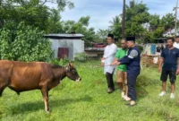 Polresta Bengkulu Salurkan Tiga Sapi Kurban, Distribusi Menjangkau Nelayan hingga KKT