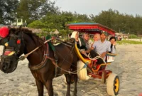 Delman Pantai Panjang Diserbu Wisatawan, Libur Panjang Dongkrak Pendapatan Kusir