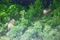 Drone Thermal Kemenhut Temukan 17 Gajah Sumatera Liar di Bentang Alam Seblat