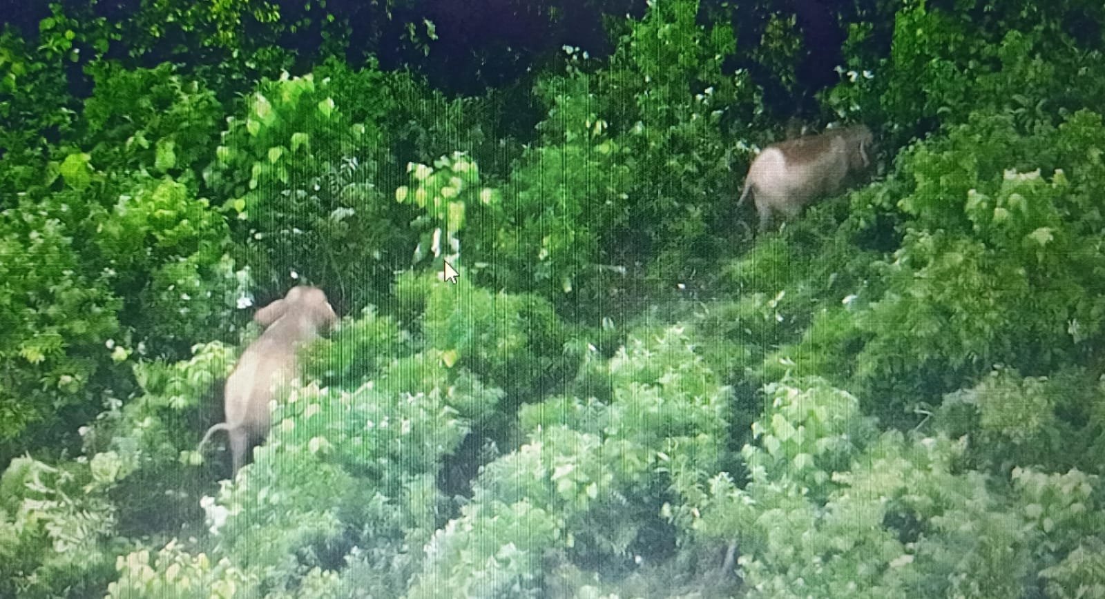 Drone Thermal Kemenhut Temukan 17 Gajah Sumatera Liar di Bentang Alam Seblat