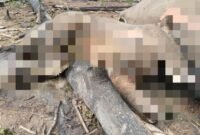 Induk dan Anak Gajah Sumatera Ditemukan Mati di Bengkulu, BKSDA Selidiki Penyebab