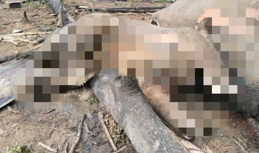 Induk dan Anak Gajah Sumatera Ditemukan Mati di Bengkulu, BKSDA Selidiki Penyebab