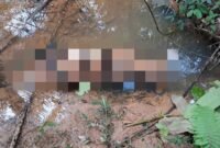 Harimau Sumatera Ditemukan Mati di Mukomuko, BKSDA Turun Saat Kasus Gajah Belum Terungkap